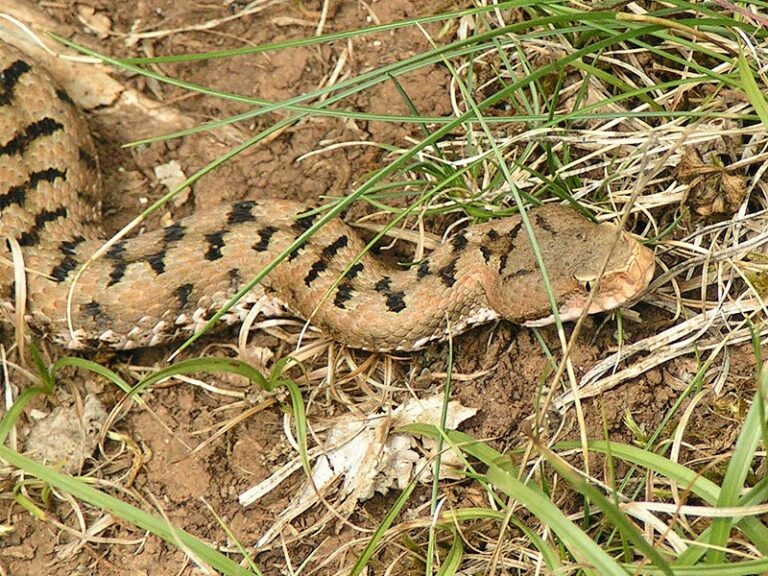 La Vipera Aspis Rubrica Sicilia