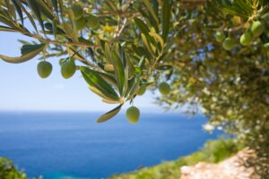 olivo siciliano