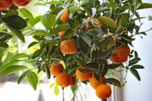 clementine siciliane