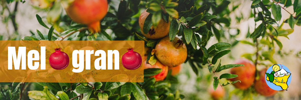 Melograno